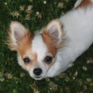 Chihuahua Fendi