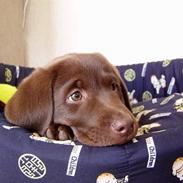 Labrador retriever Oliver