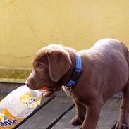 Labrador retriever Oliver