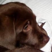 Labrador retriever Oliver