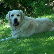 Golden retriever Jack D