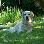 Golden retriever Jack D