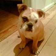 Engelsk bulldog Malou