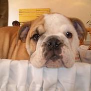 Engelsk bulldog Malou