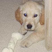 Golden retriever "McKenzie"