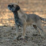 Border terrier lutra´s oscar