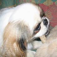 Pekingeser Bibi