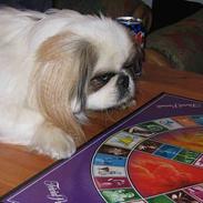 Pekingeser Bibi