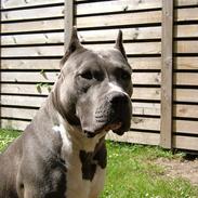Amerikansk staffordshire terrier Deca