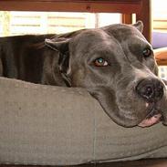 Amerikansk staffordshire terrier Deca