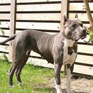 Amerikansk staffordshire terrier Deca