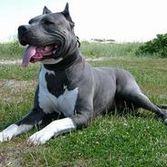 Amerikansk staffordshire terrier Deca