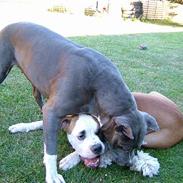 Amerikansk staffordshire terrier Deca