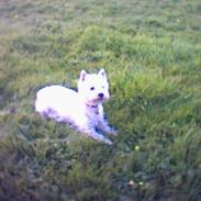 West highland white terrier Soffie