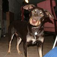 Australsk kelpie Tazz