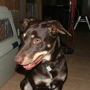 Australsk kelpie Tazz