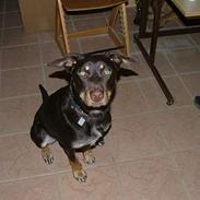 Australsk kelpie Tazz