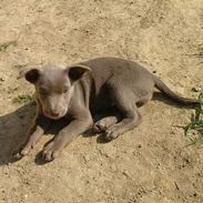 Australsk kelpie Tazz