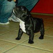 Fransk bulldog Bufas:)