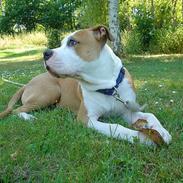 Amerikansk bulldog Thor