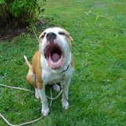 Amerikansk bulldog Thor