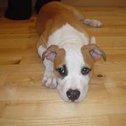 Amerikansk bulldog Thor