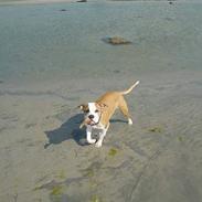 Amerikansk bulldog Thor
