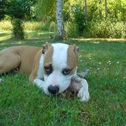 Amerikansk bulldog Thor