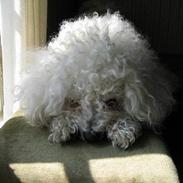 Bichon à poil frisé Bonnie