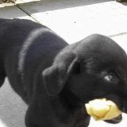 Labrador retriever Freja