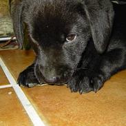 Labrador retriever Freja