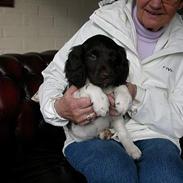 Kleiner münsterländer Chili