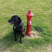 Labrador retriever Roddie
