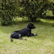 Labrador retriever Roddie