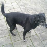 Labrador retriever buller *Død