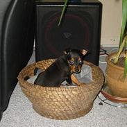 Dvaergpinscher Madonna