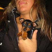 Dvaergpinscher Madonna