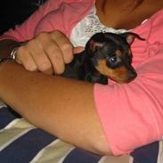 Dvaergpinscher Madonna