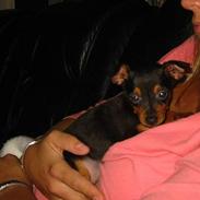 Dvaergpinscher Madonna