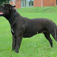 Staffordshire bull terrier WESTLUND FRIDA