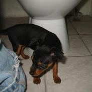 Dvaergpinscher Madonna