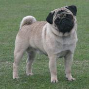 Mops Viktor