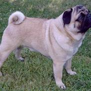 Mops Viktor