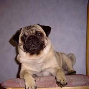 Mops Viktor