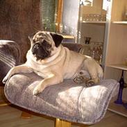 Mops Viktor
