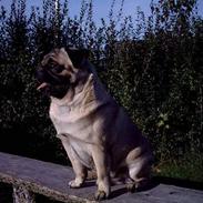 Mops Viktor
