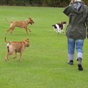 Amerikansk staffordshire terrier Koda