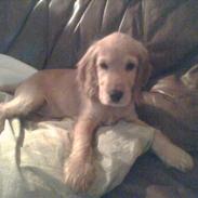 Cocker spaniel *William* Er aflivet !:(