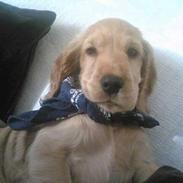 Cocker spaniel *William* Er aflivet !:(