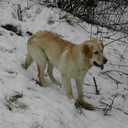 Blanding af racer Balto